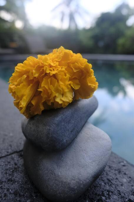Umah Kemuning Near To Central Ubud Экстерьер фото